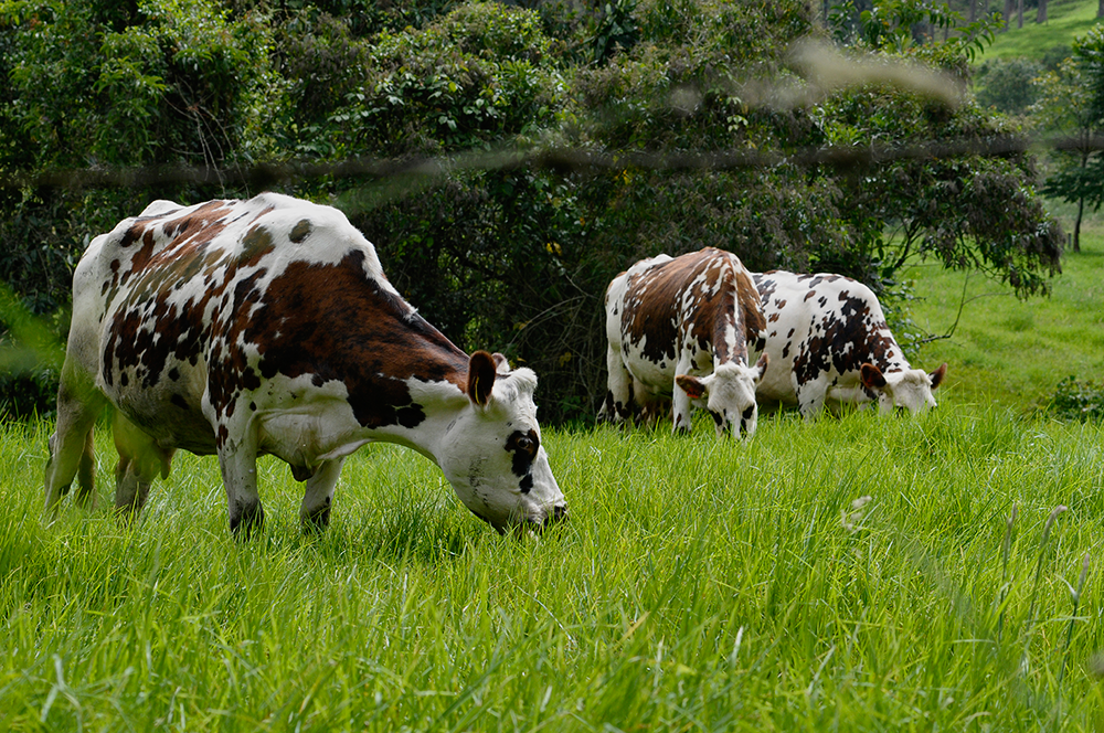 Quindío_será_sede_del_Foro_Regional_de_Ganadería_Sostenible