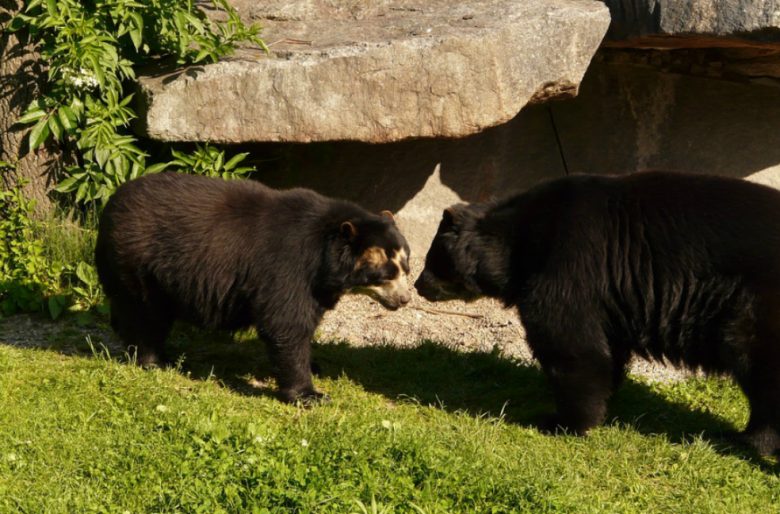 spectacled-bear-77041_960_720_0-780x514