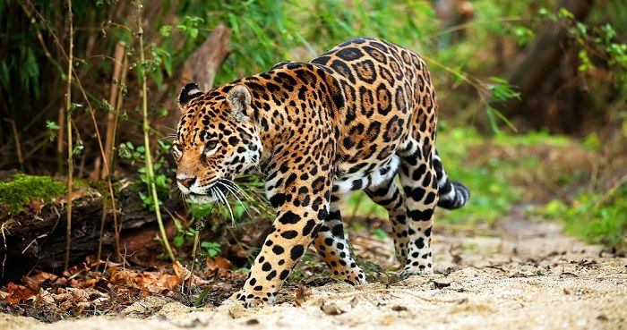 Jaguar-en-la-selva