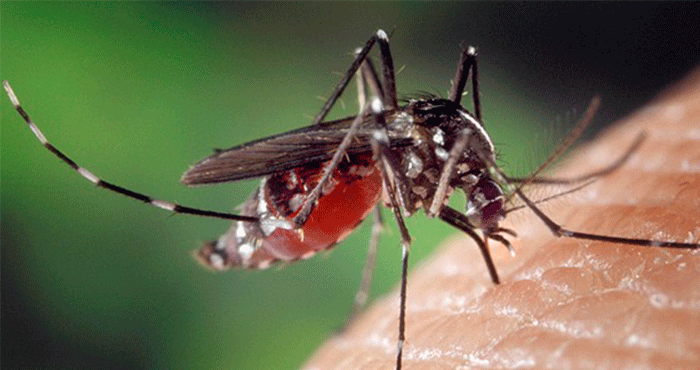 Aedes, causante del dengue