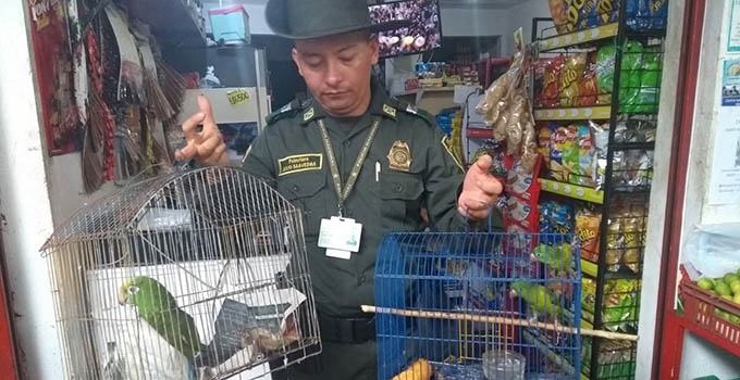Aves incautadas
