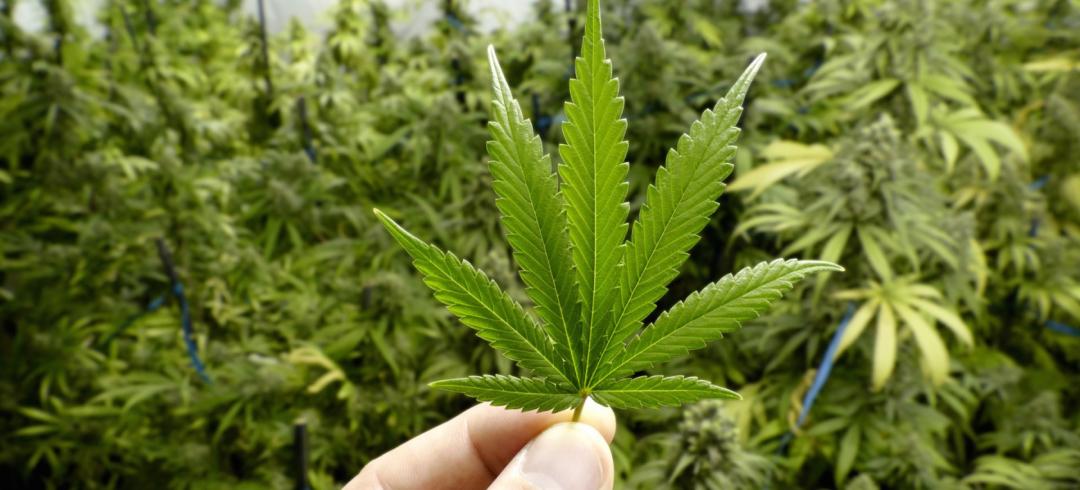 Mariguana medicinal