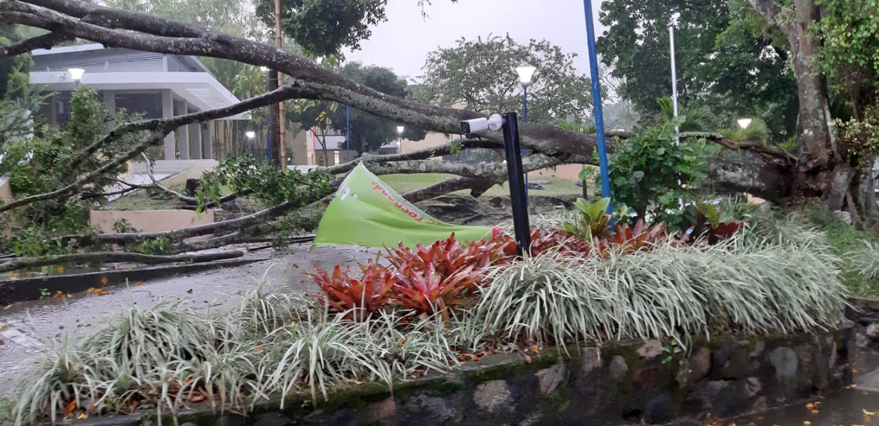Tormenta eléctrica deja emergencias en Ibagué 13