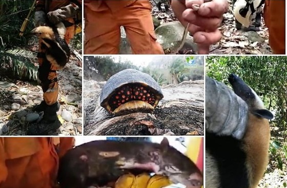 Cientos de animales silvestres afectados por incendios forestales en el Tolima 1