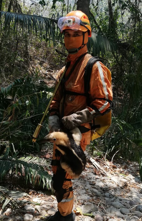 Autoridades reportan incendios forestales en 14 municipios del Tolima 4