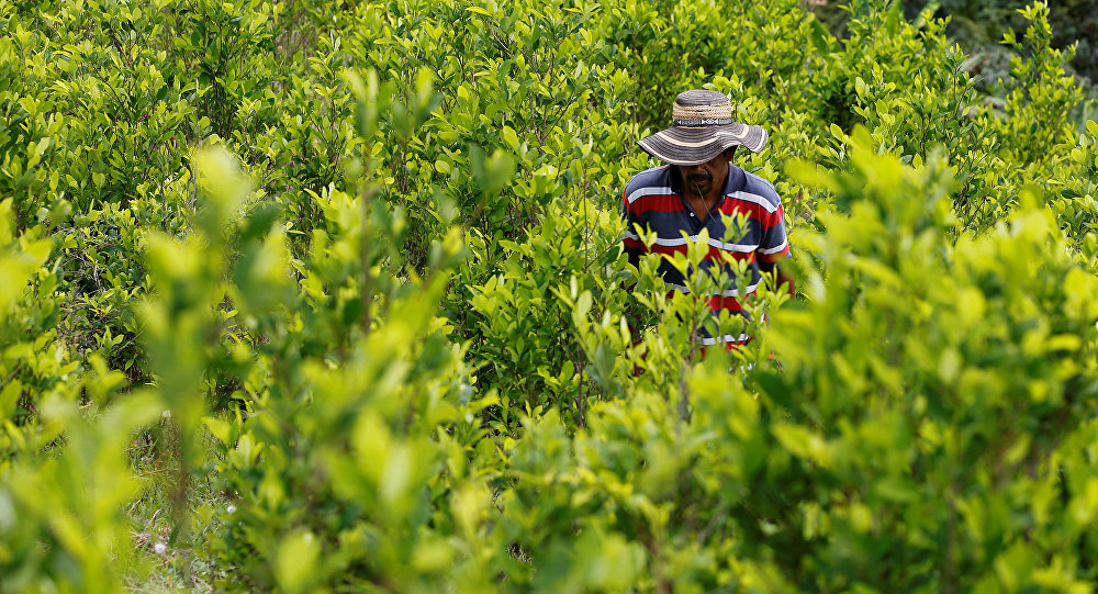 Colombia redujo la siembra de cultivos de coca, pero las cifras siguen siendo máximas 1