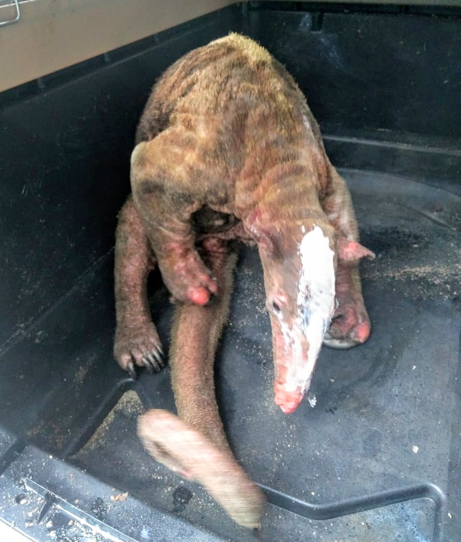 Fauna silvestre sigue siendo la más afectada por los incendios forestales 1