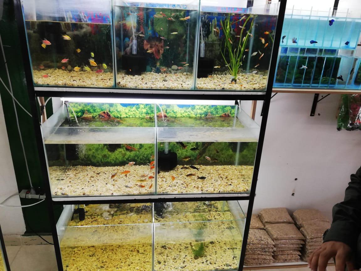 Cortolima adelanta actividades para la prevención de tráfico de flora y fauna en el departamento 3