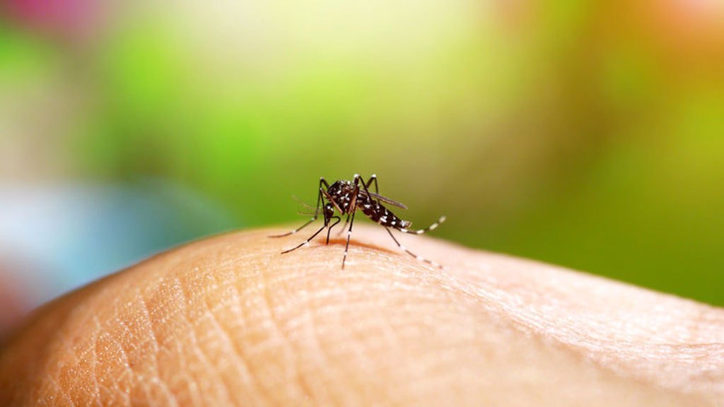 Alerta mundial por el Mosquito Tigre, transmite 22 tipos de virus 1