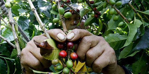 Planadas sufre gran afectación en la producción de café debido al verano 1