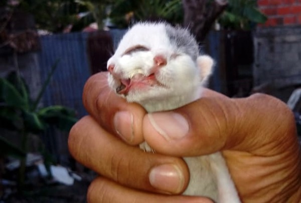 Nace gato con dos caras en Natagaima, Tolima 1
