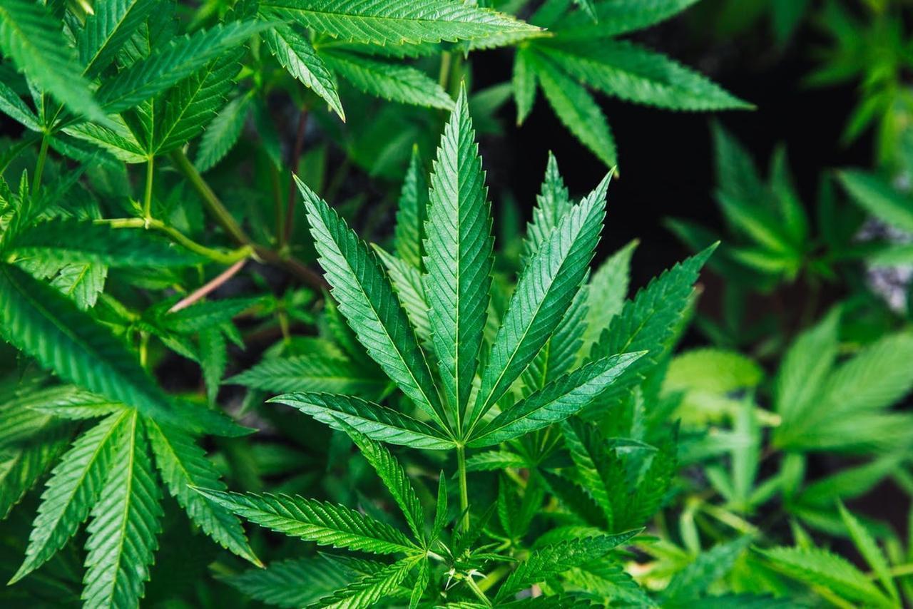 A segundo debate en el congreso pasó el uso de la marihuana recreativa 1