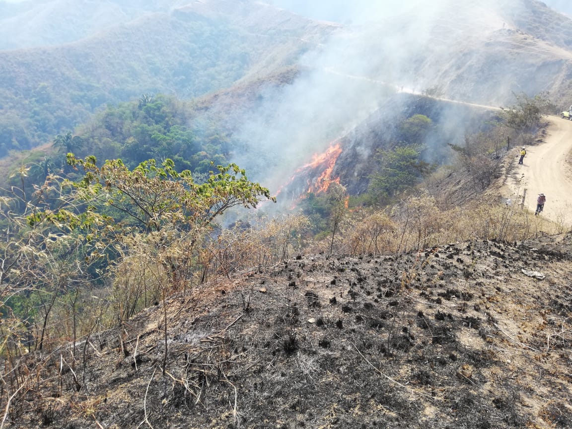 Autoridades se unen para restablecer zonas afectadas por los incendios forestales en Tolima 3