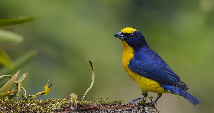 Fue presentado hoy en Ibagué, el V Festival de Aves del Tolima 3