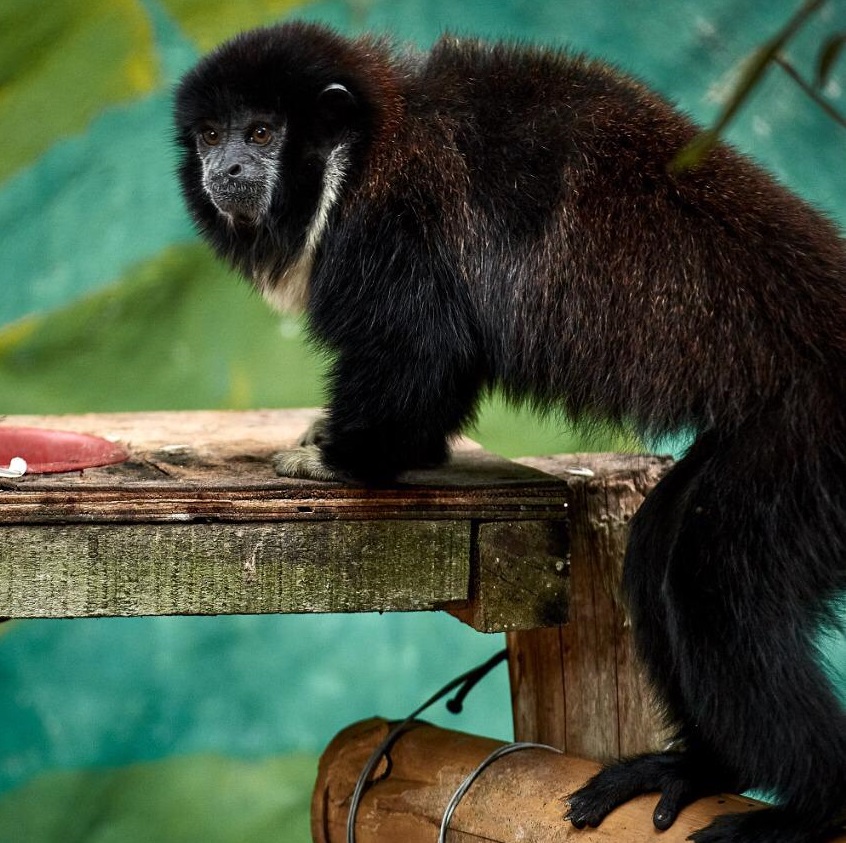 Dos animales silvestres fueron reubicados por Cortolima, en zoológico de Melgar 6