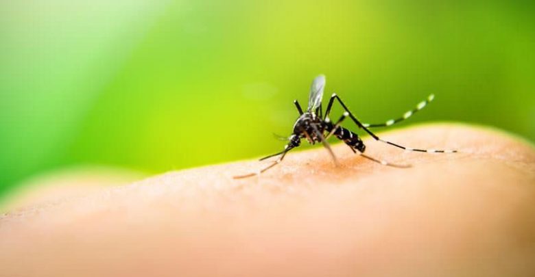 En lo que va corrido del 2020 se han presentado 26 casos de dengue en Ibagué 1