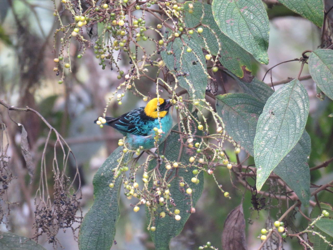 Ibagué celebra su cumpleaños a ritmo del canto de las aves 5
