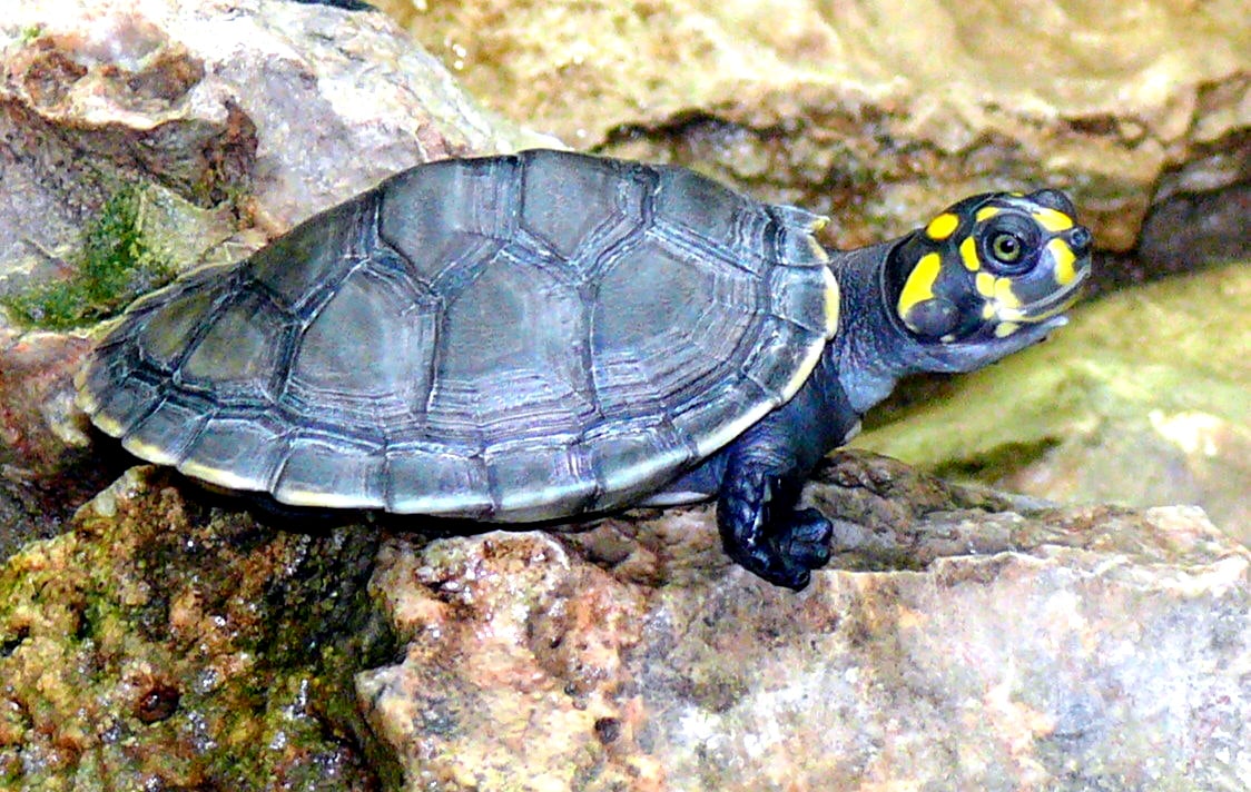 Garantizan nuevo hábitat a 9 tortugas que habían sido víctimas de tráfico de fauna silvestre 5