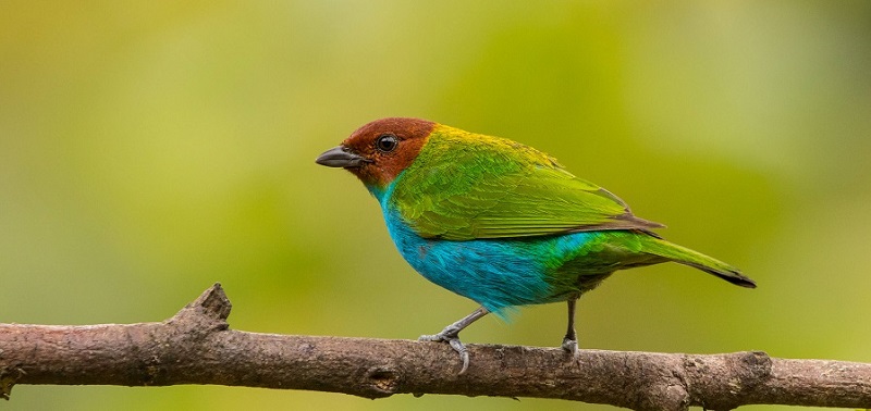 Unibagué fue sede del VI Congreso Colombiano de Ornitología 1