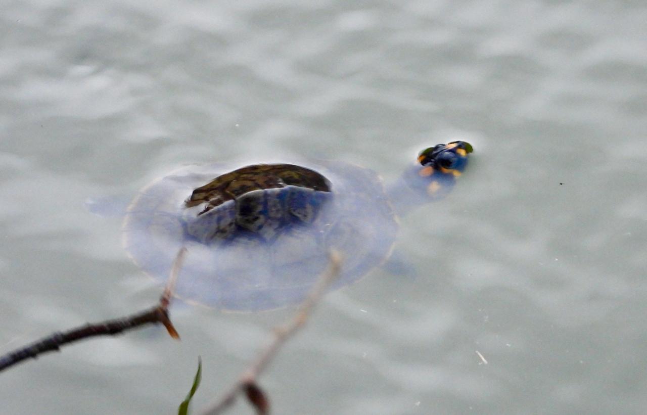 Garantizan nuevo hábitat a 9 tortugas que habían sido víctimas de tráfico de fauna silvestre 6