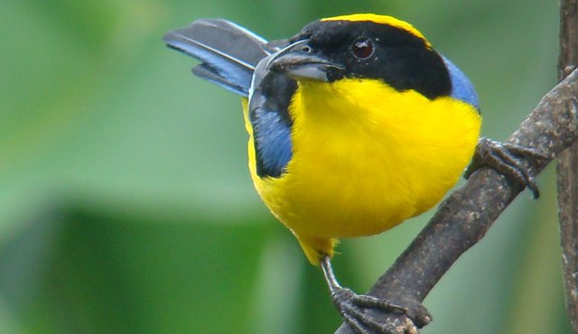 Fue presentado hoy en Ibagué, el V Festival de Aves del Tolima 4