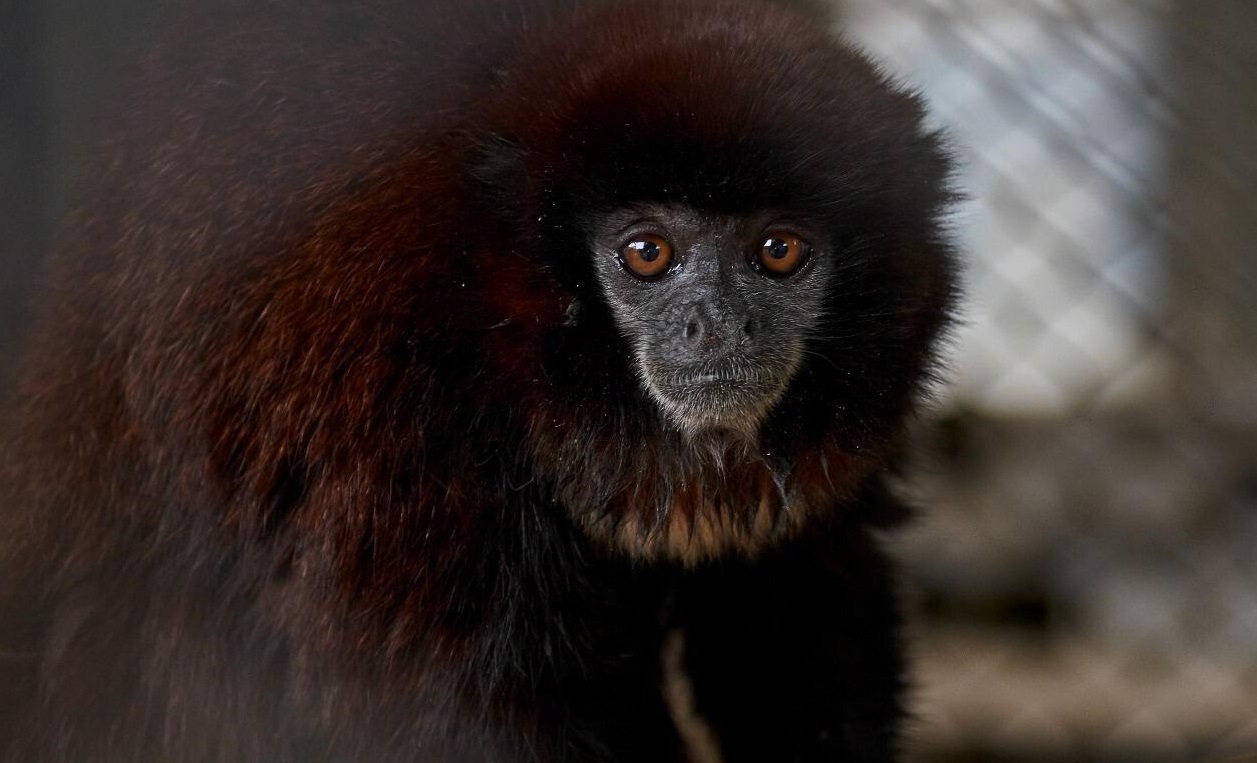 Dos animales silvestres fueron reubicados por Cortolima, en zoológico de Melgar 5