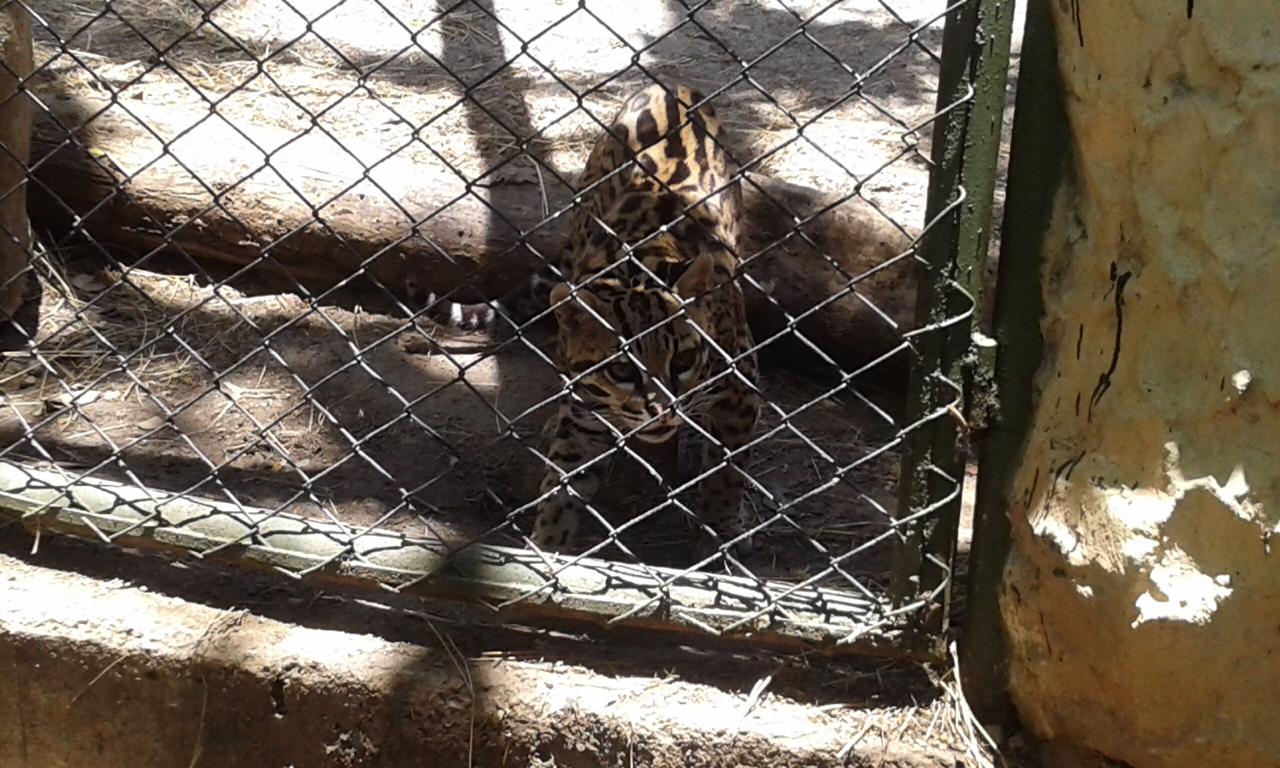 Dos animales silvestres fueron reubicados por Cortolima, en zoológico de Melgar 7