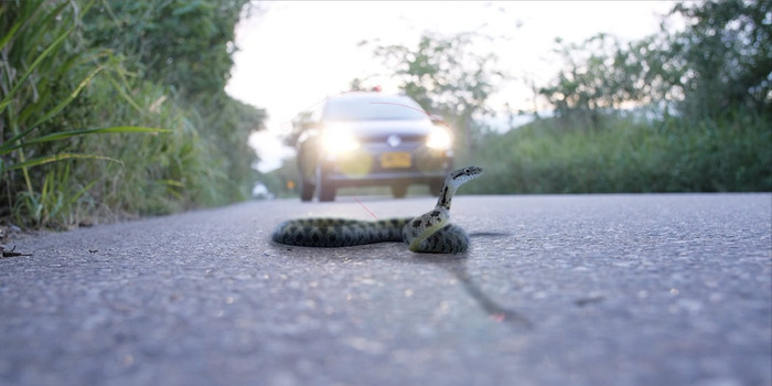 Gobierno Nacional ha logrado implementar proyectos viales para la protección de más de 17 mil animales 5