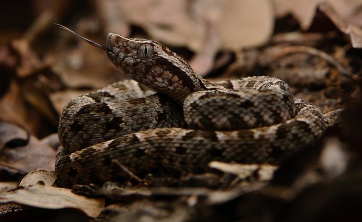 Cortolima liberó 11 animales de fauna silvestre al norte del departamento 5
