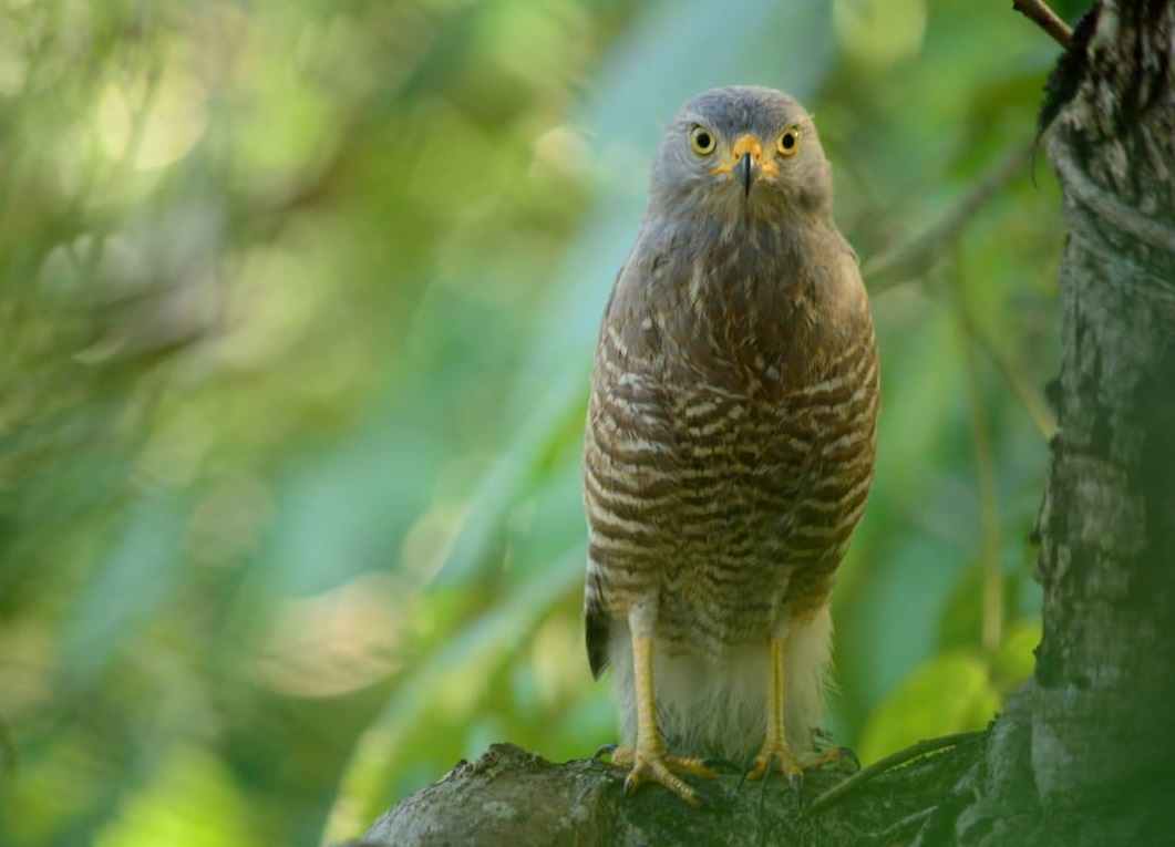 Cortolima liberó 11 animales de fauna silvestre al norte del departamento 6