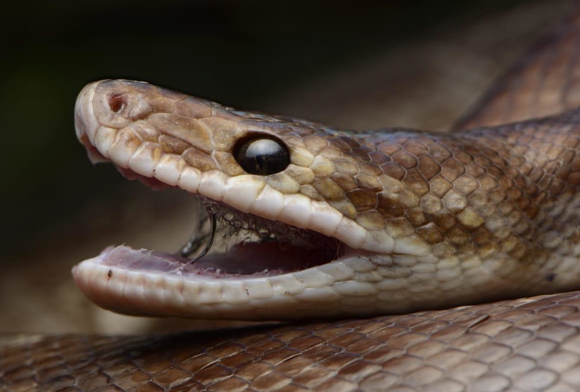 Cortolima liberó 11 animales de fauna silvestre al norte del departamento 7