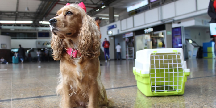 Antes de viajar con su mascota desde las terminales, verifique las políticas de precios y condiciones 1