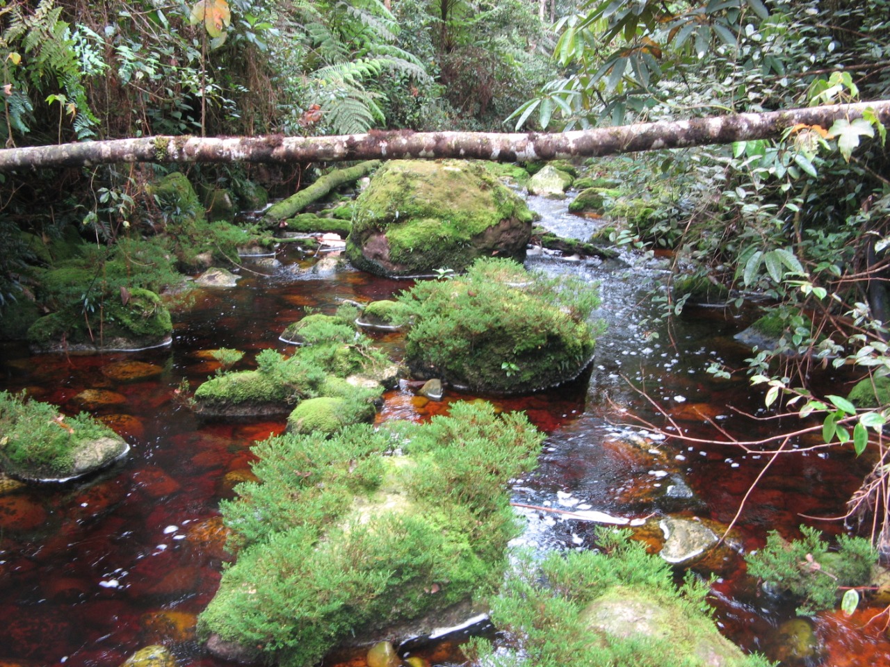 Aprueban como máxima categoría de conservación al Bosque de Galilea 5