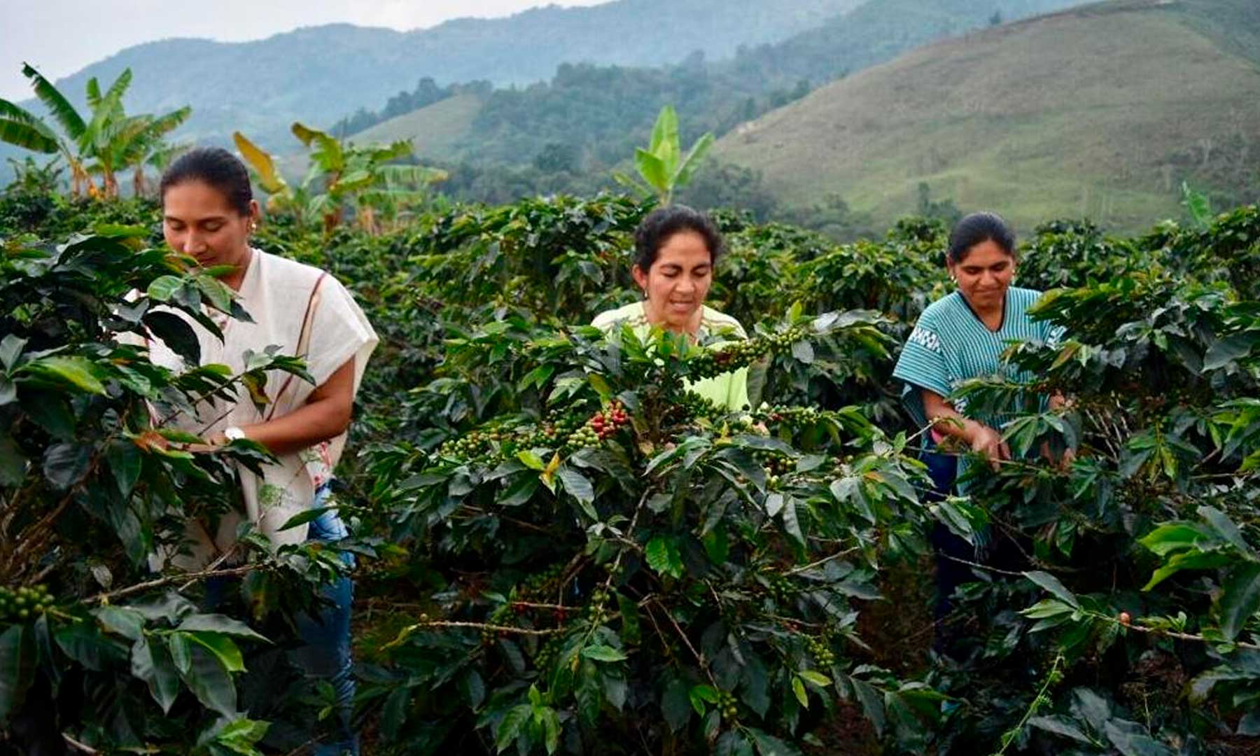 A 38 municipios cafeteros del Tolima llegó la cosecha 1