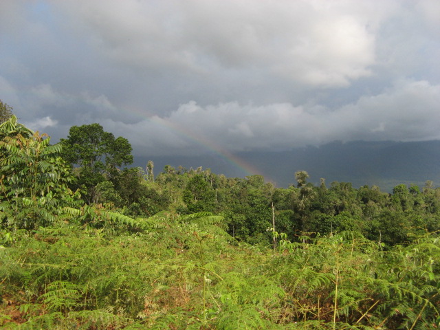 Aprueban como máxima categoría de conservación al Bosque de Galilea 7