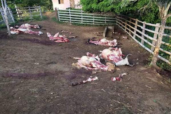 ¿Abigeato o evasión de impuestos en el Tolima? 5
