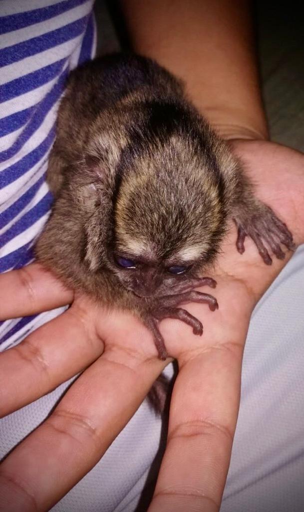 En mercancía se convirtió la fauna silvestre del sur del Tolima 4