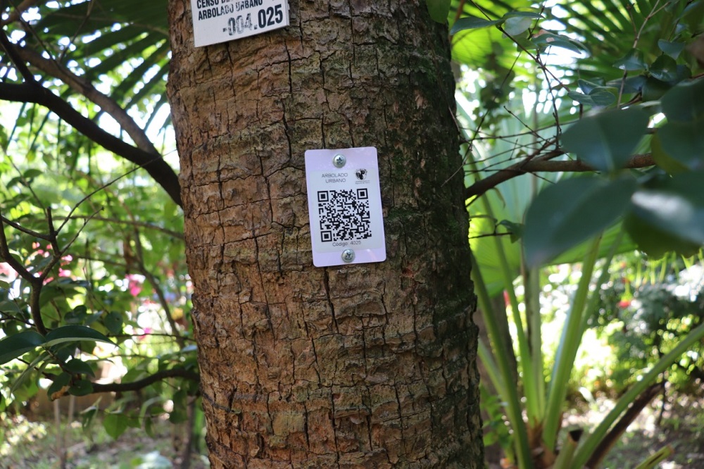 Con códigos de barras usted podrá tener información sobre el arbolado urbano de Ibagué 7