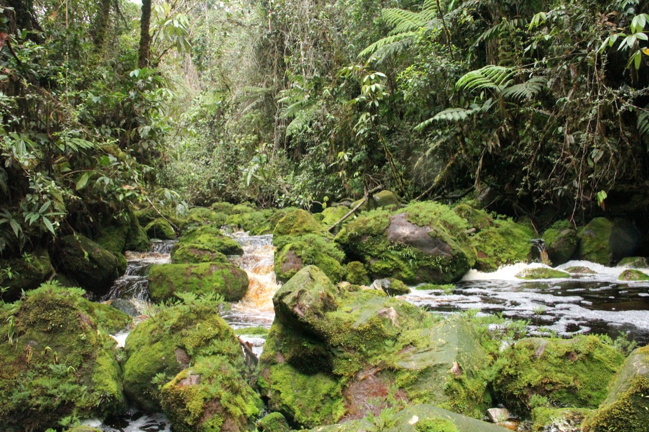 Cortolima socializa la declaratoria de Parque Natural Regional del Bosque de Galilea 3