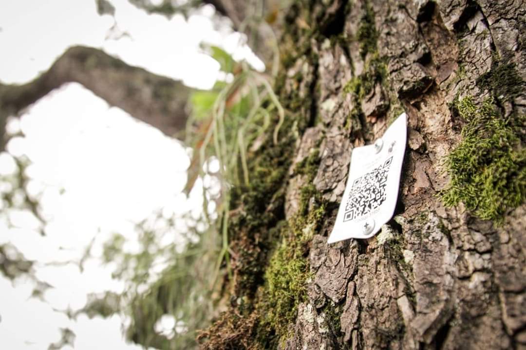 Con códigos de barras usted podrá tener información sobre el arbolado urbano de Ibagué 5
