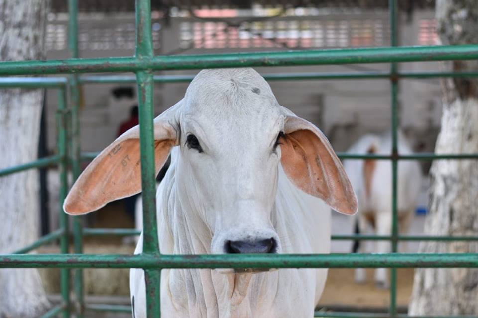 ICA recordó que los productores son responsables del buen uso de los medicamentos veterinarios 1