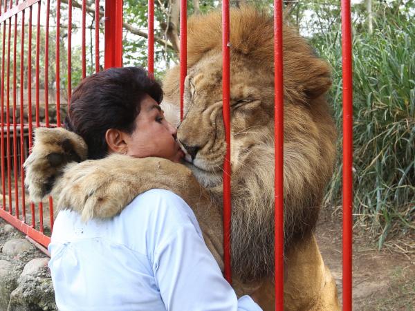 Esta es la triste historia de Júpiter, el León que se encuentra en delicado de salud 4