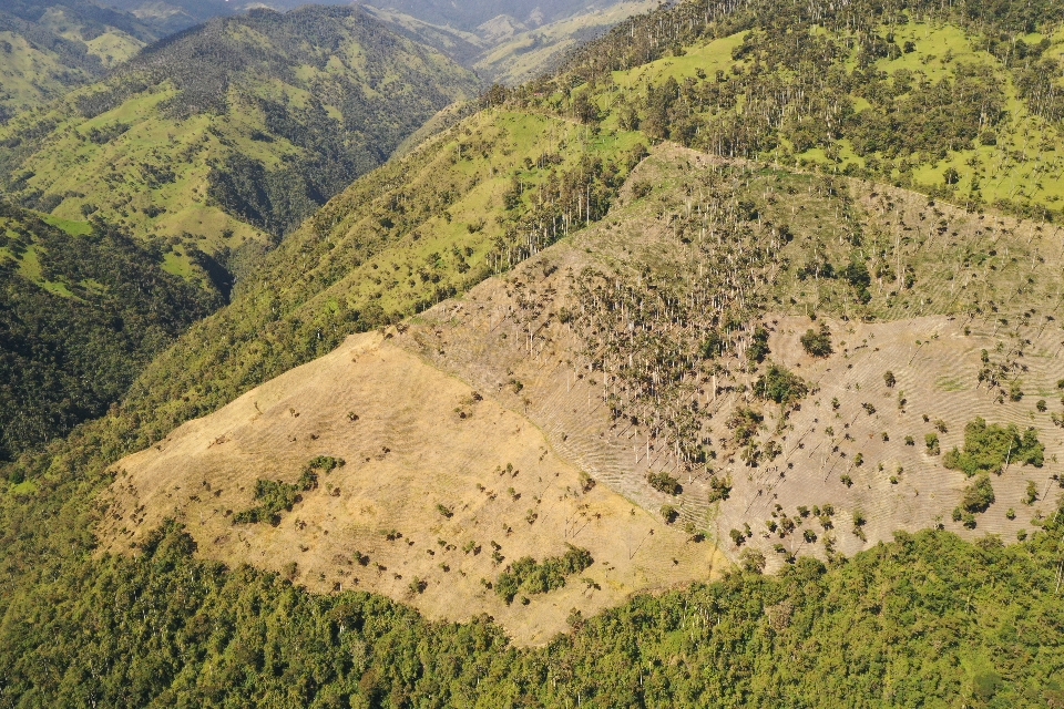 Inician proceso sancionatorio a cultivadores que estarían generando caída de la palma de cera 7