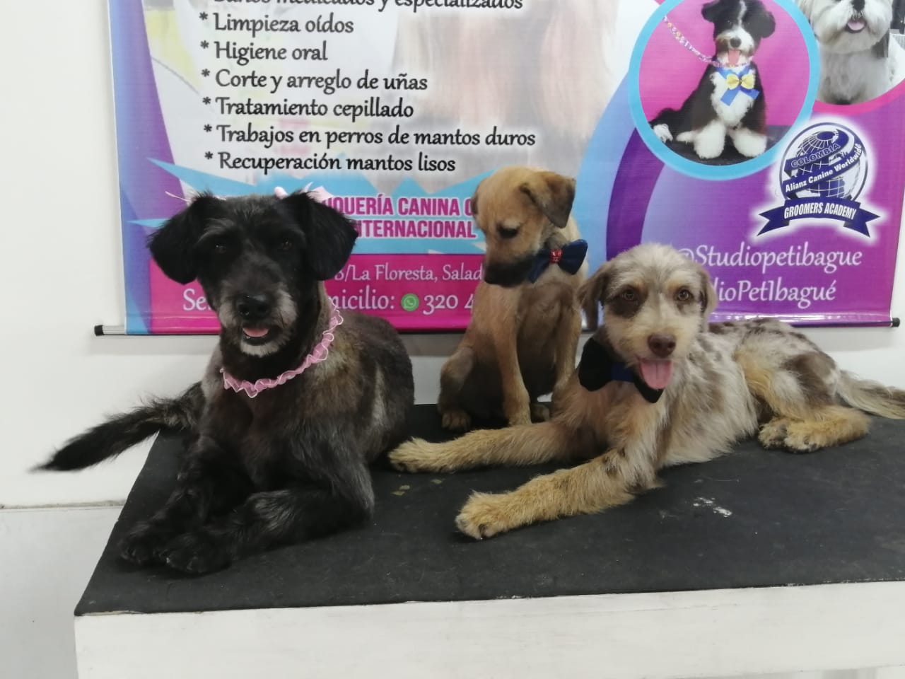 Mañana habrá jornada de adopción de mascotas en Ibagué 1