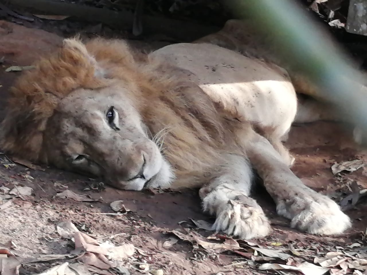 Esta es la triste historia de Júpiter, el León que se encuentra en delicado de salud 3