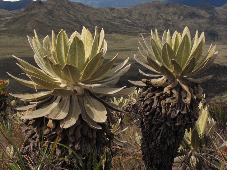 Firman pacto por la conservación de los páramos de la Cordillera Central 3