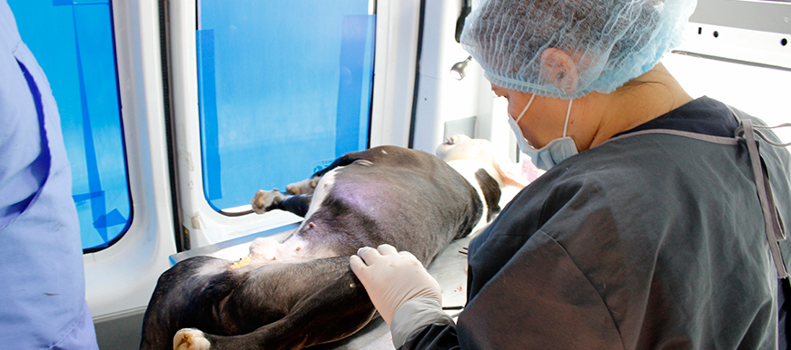 Cerca de $50 millones en medicamentos para esterilizar animales, están apunto de perderse 1