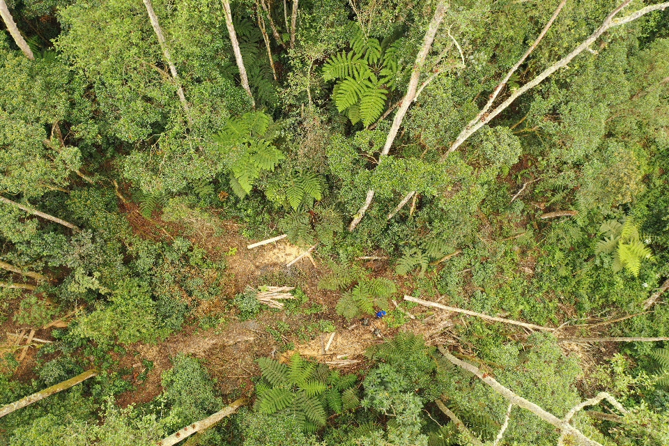 Autoridades sancionarán a las personas involucradas en la tala de árboles en Cajamarca 4