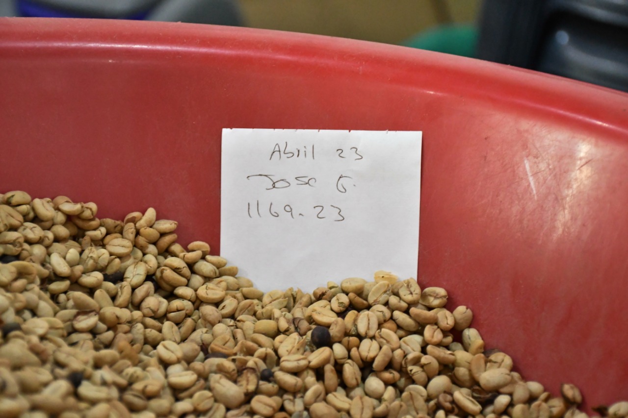 Cafés especiales del sur del Tolima no paran su producción  en medio del COVID-19 1