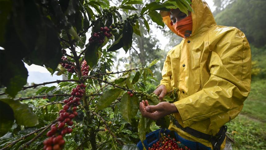 Así deben cuidarse los caficultores para evitar contagios del covid-19 1